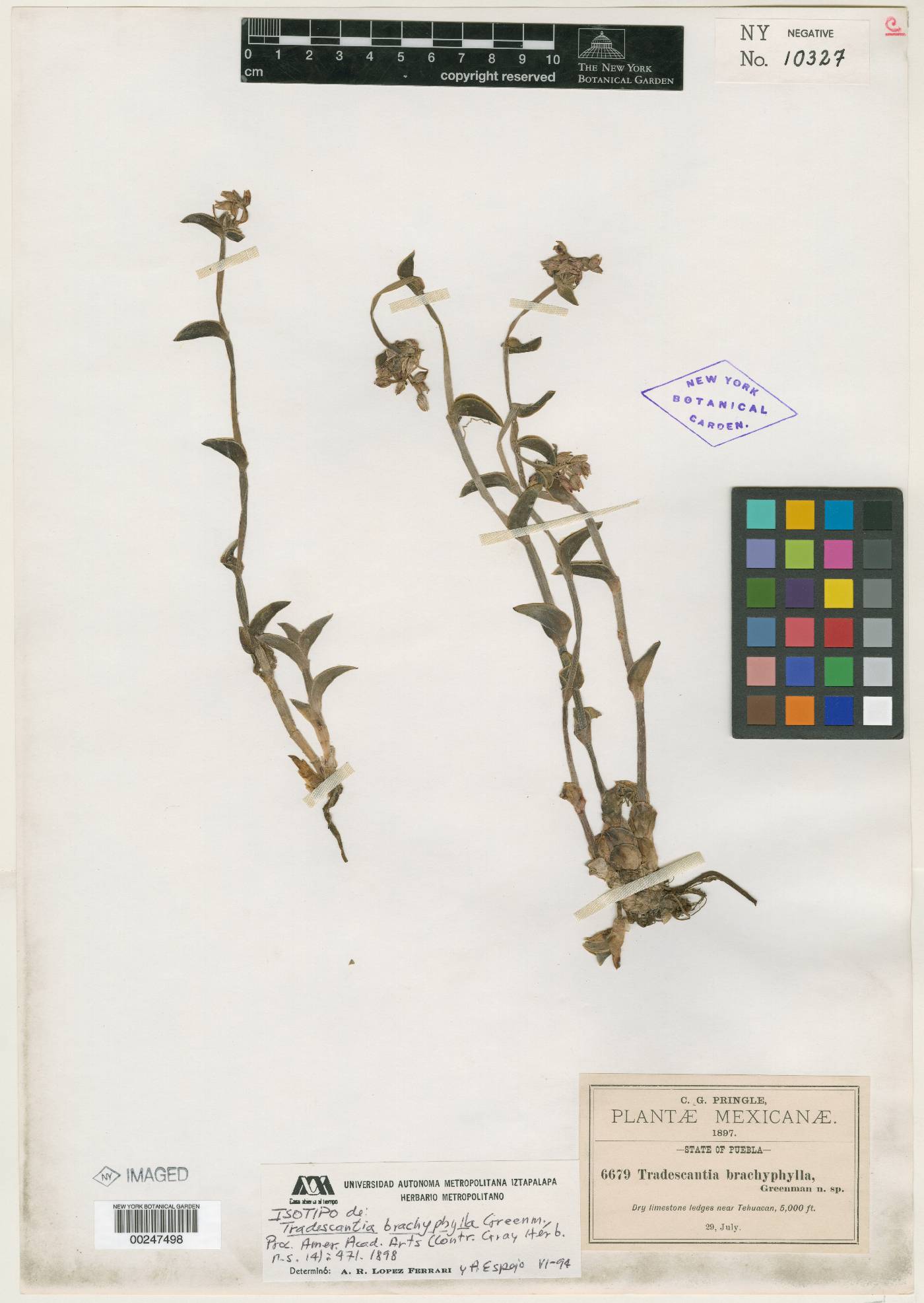 Tradescantia brachyphylla image