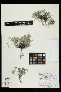 Astragalus argophyllus var. panguicensis image