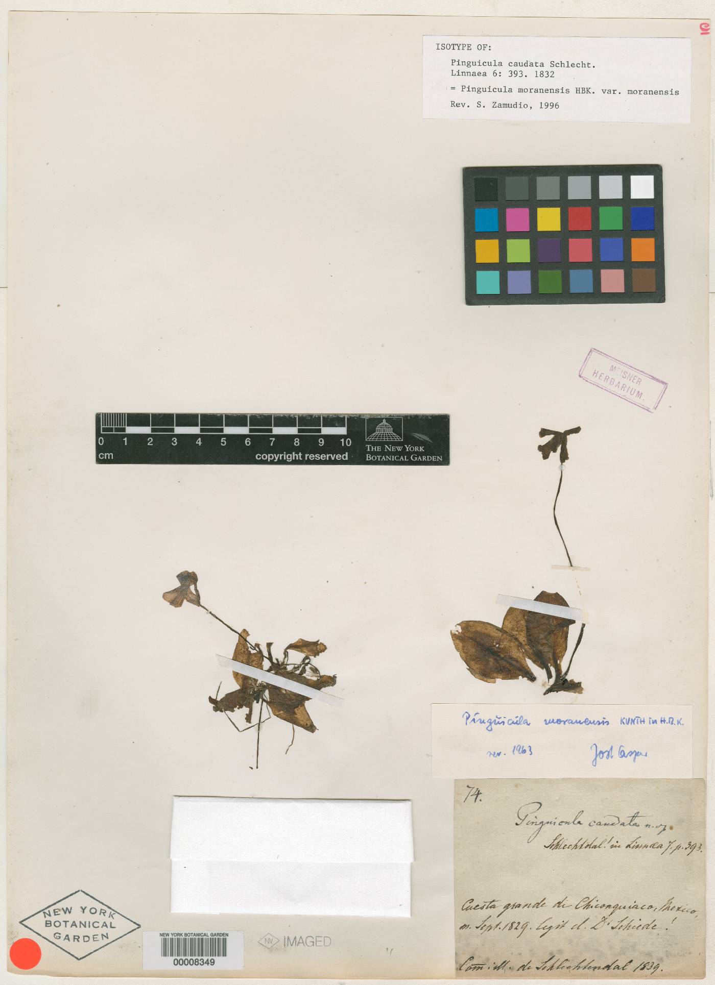 Pinguicula caudata image