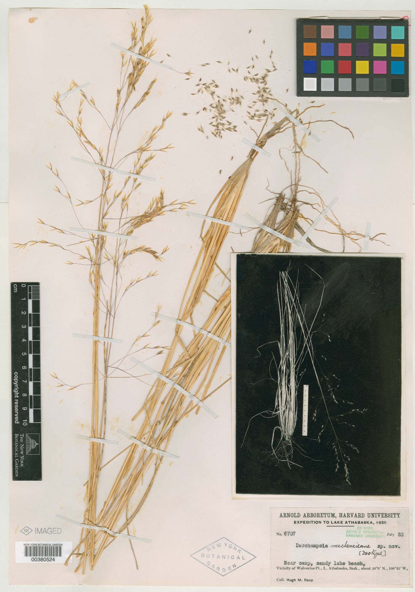 Deschampsia mackenzieana image