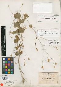 Barroetea sessilifolia image