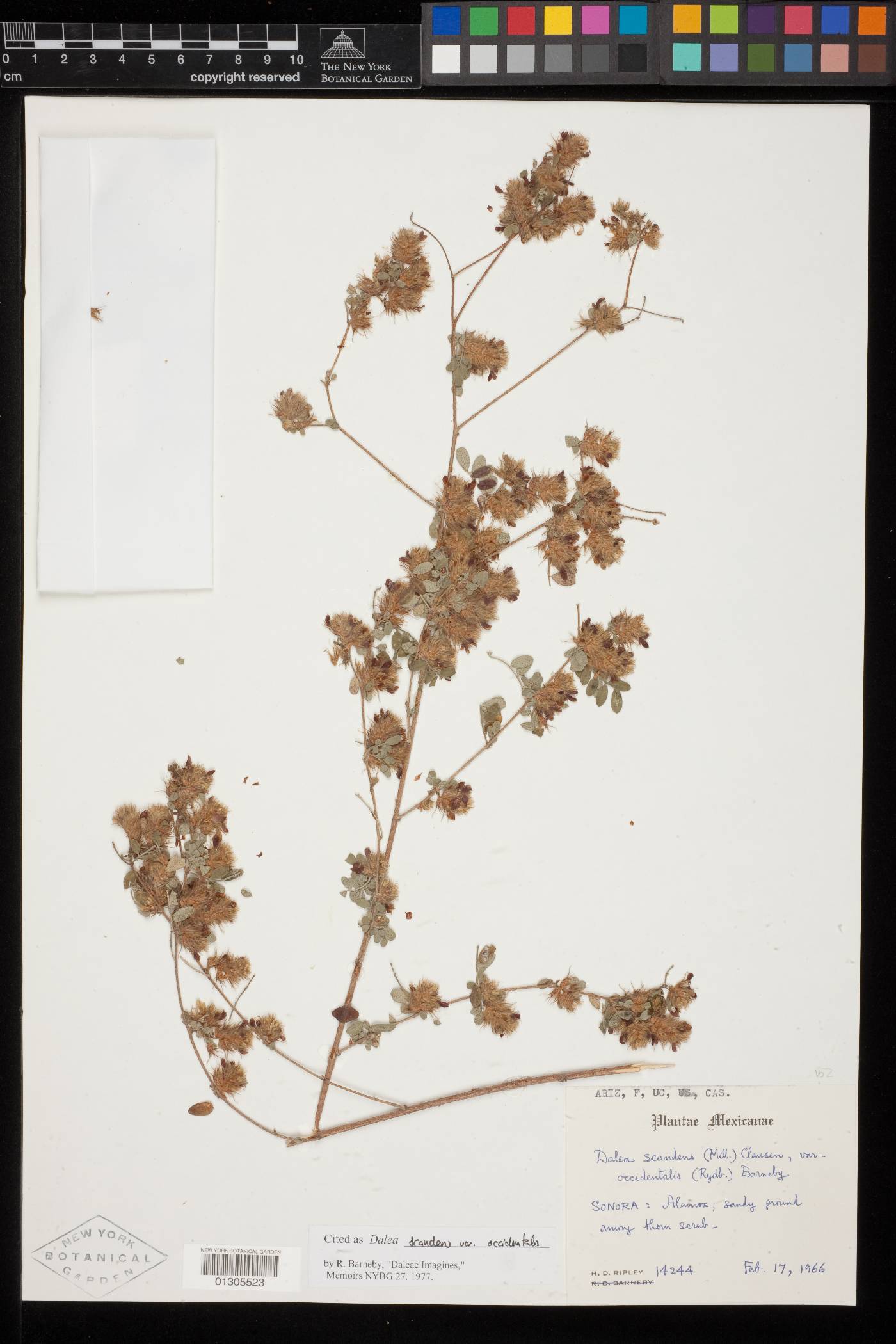 Dalea scandens var. occidentalis image