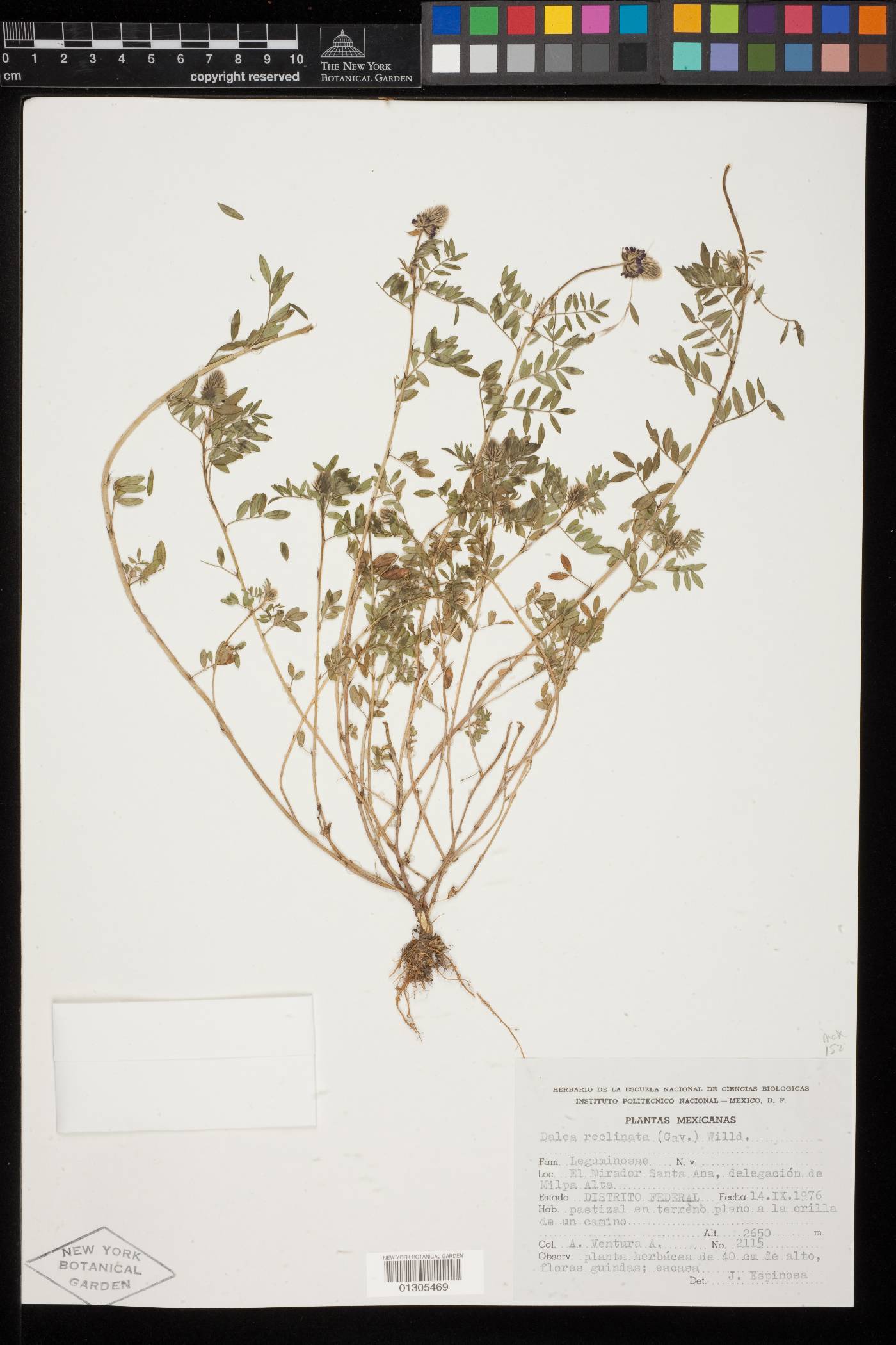 Dalea reclinata image