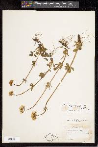 Valeriana acutiloba image