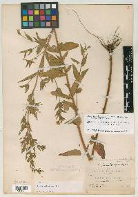 Epilobium oreganum image