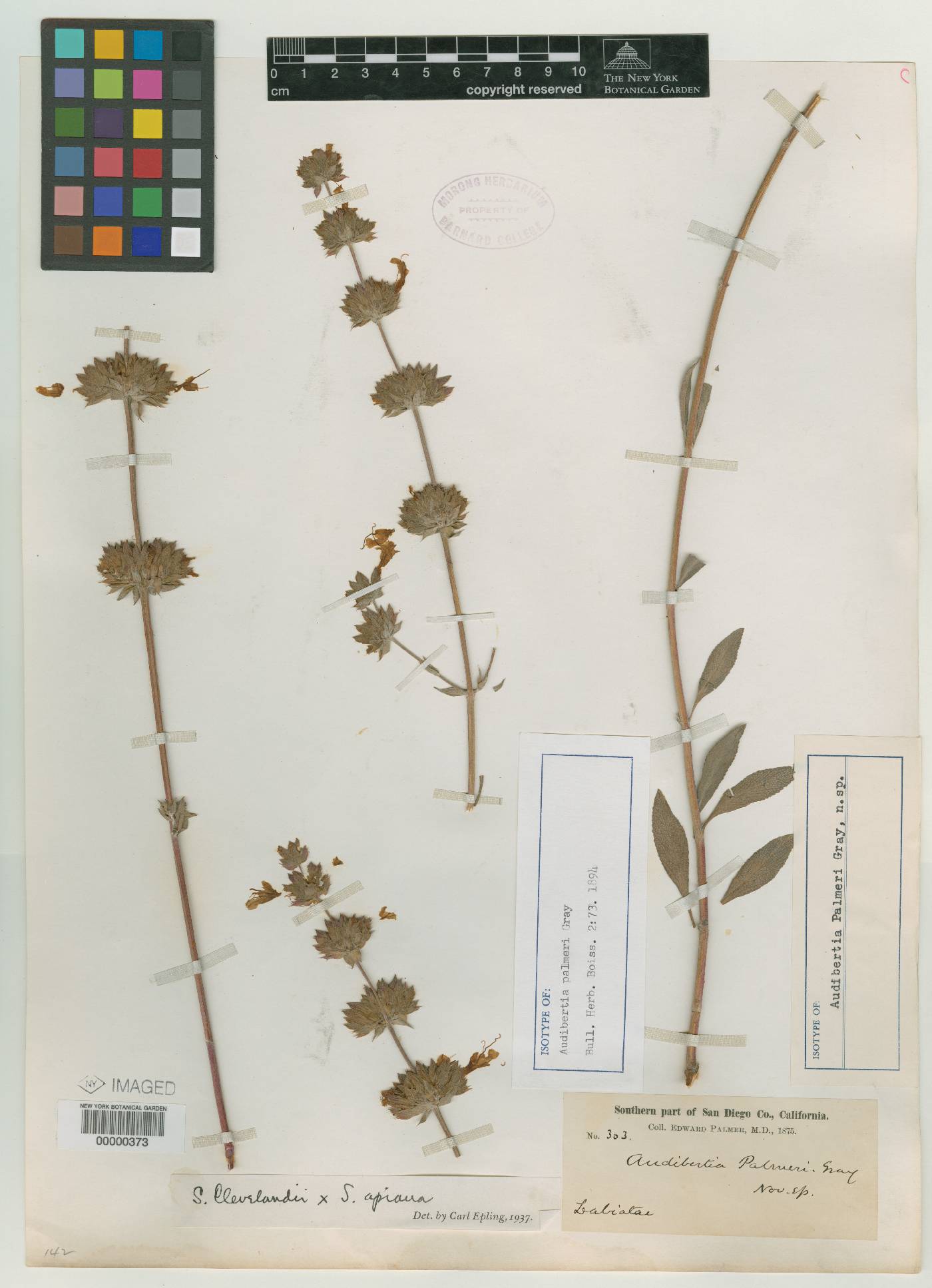 Audibertia palmeri image