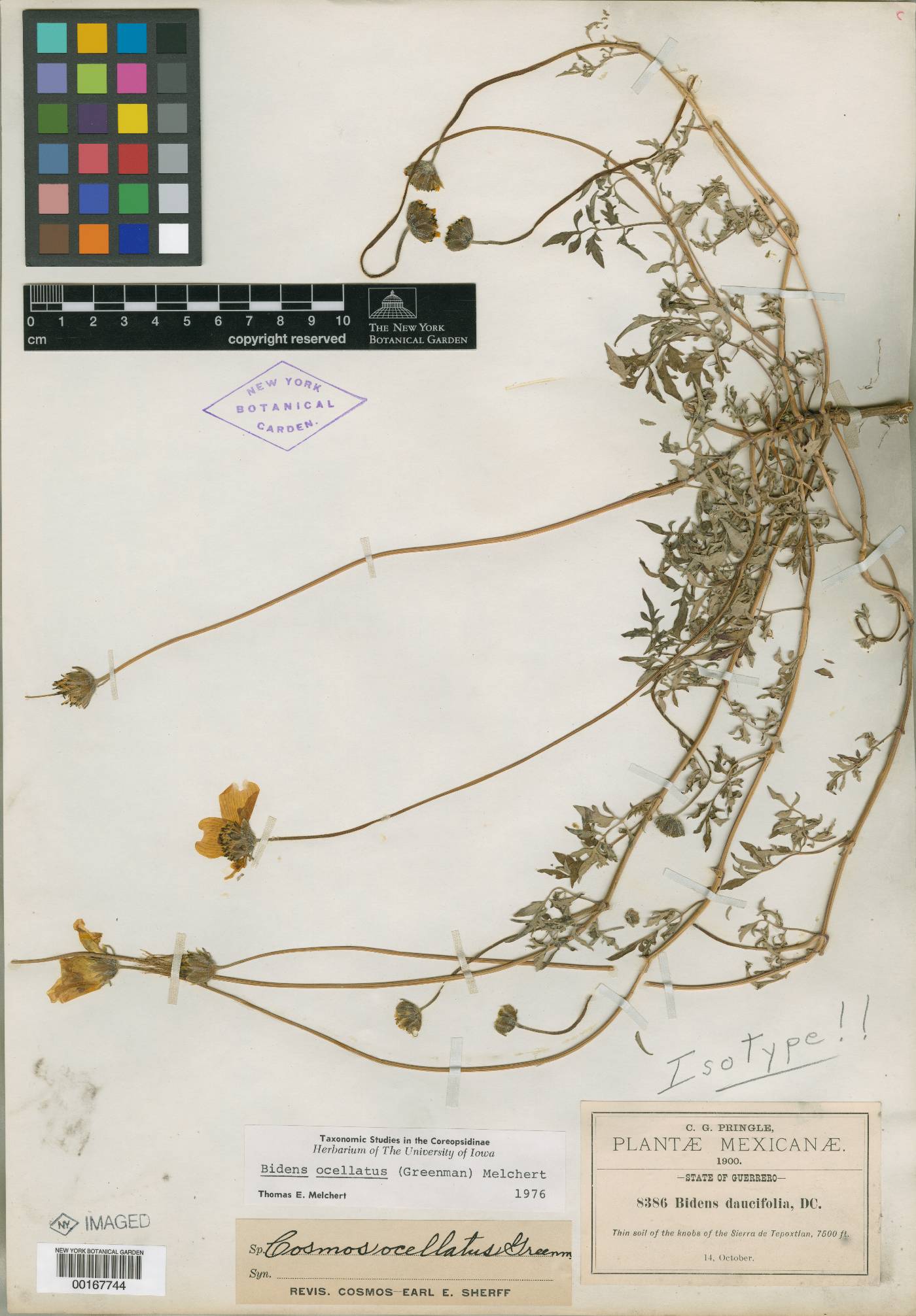 Bidens ocellatus image