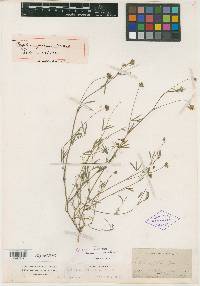 Trifolium filipes image