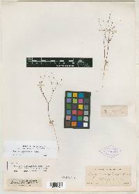 Eriogonum mohavense image