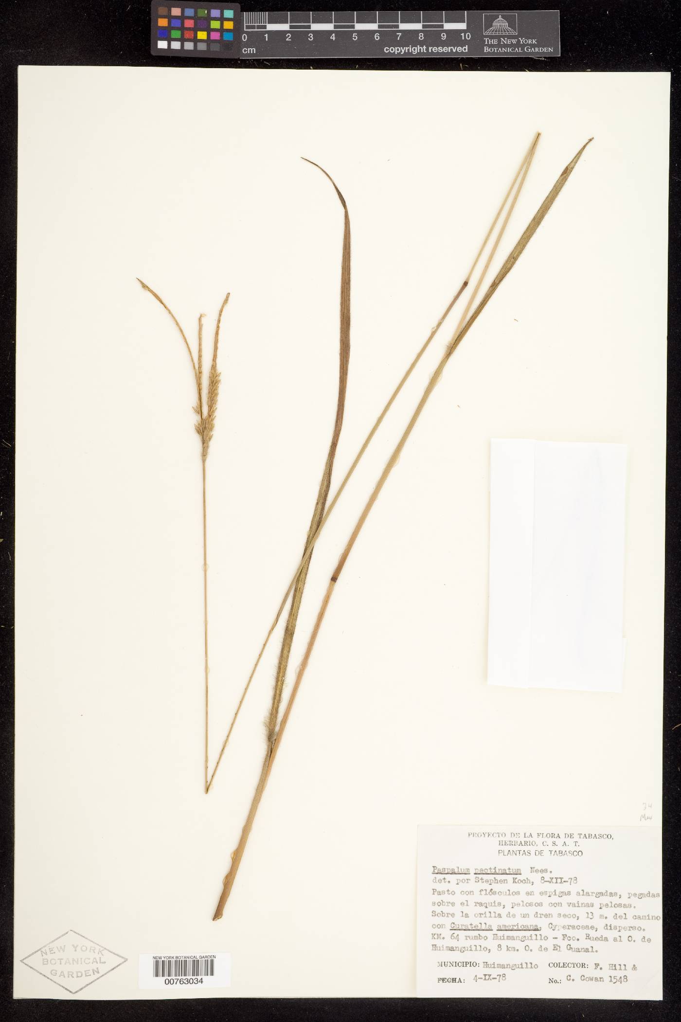 Paspalum pectinatum image