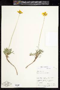 Thelesperma subnudum var. subnudum image