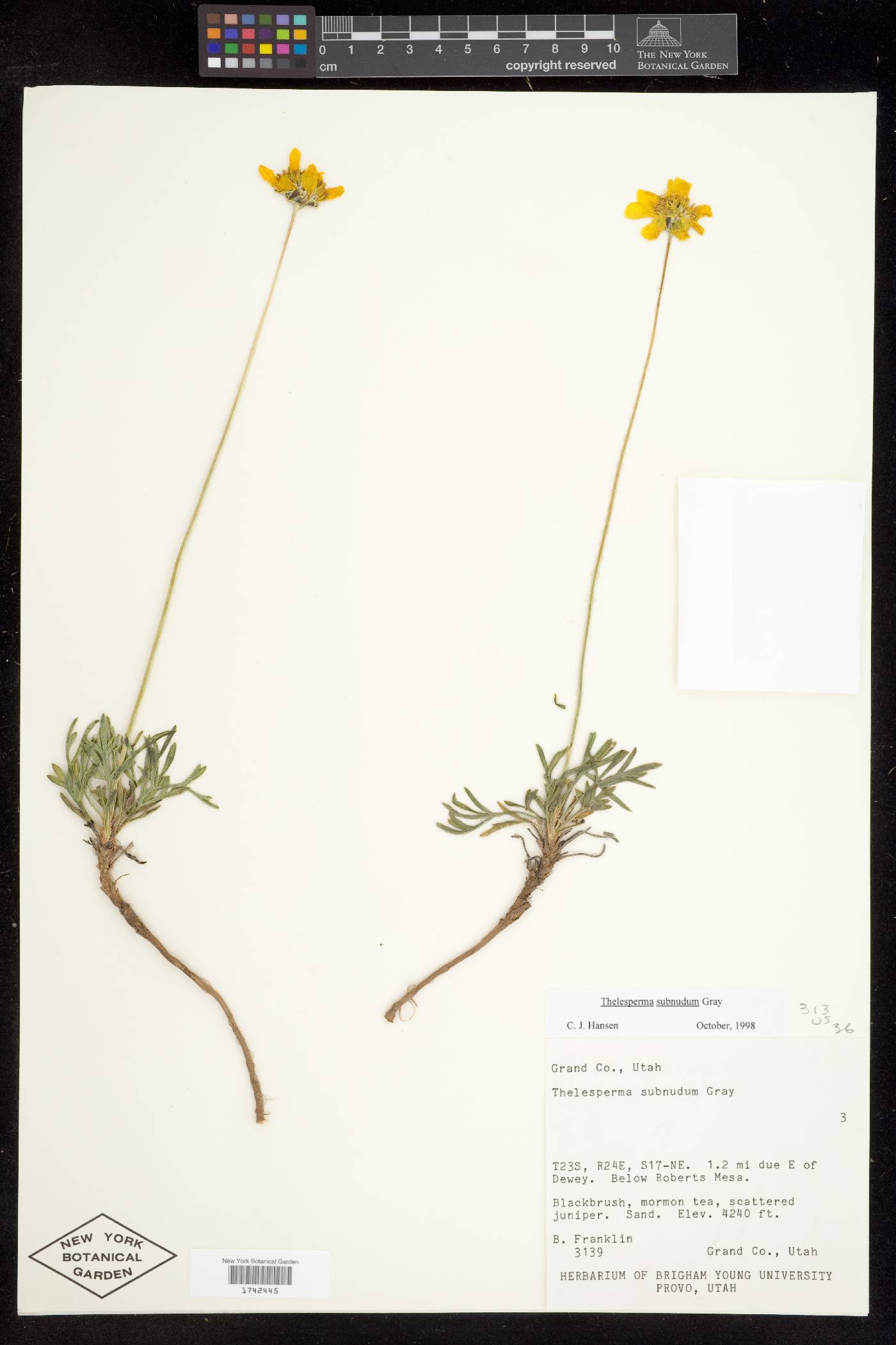 Thelesperma subnudum var. subnudum image