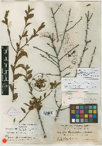 Ilex buswellii image