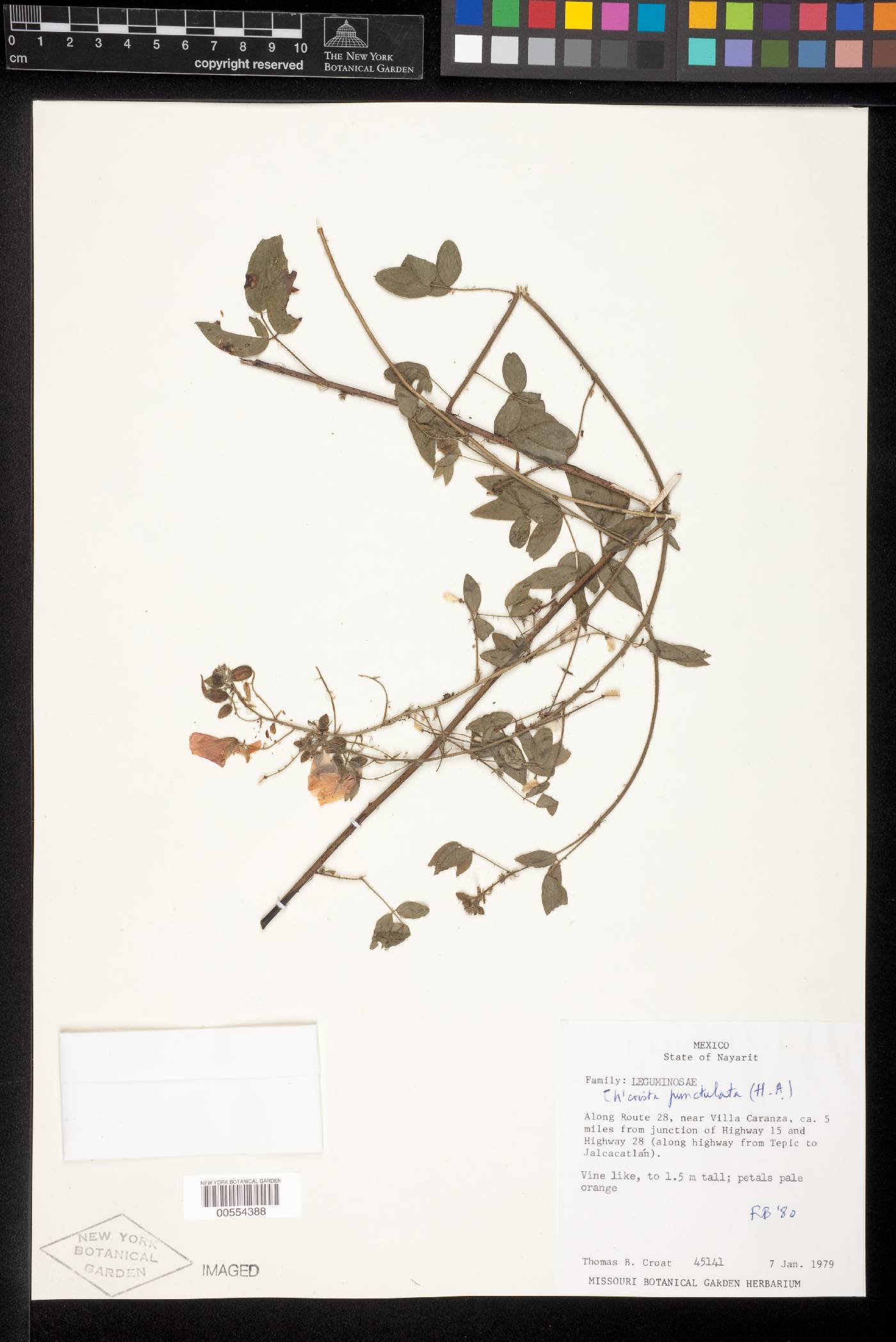 Chamaecrista punctulata image