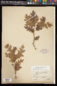 Quercus gambelii image