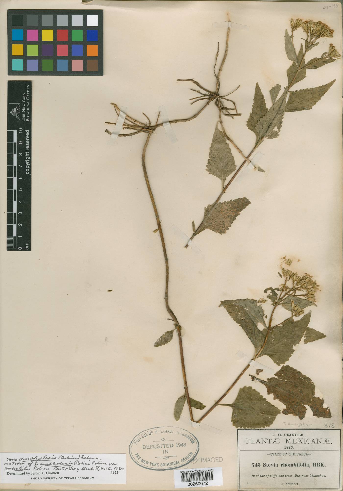Stevia amblyolepis var. umbratilis image