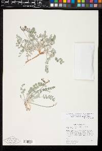Astragalus tidestromii image