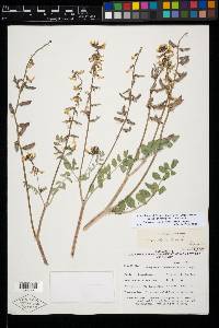 Astragalus minthorniae image