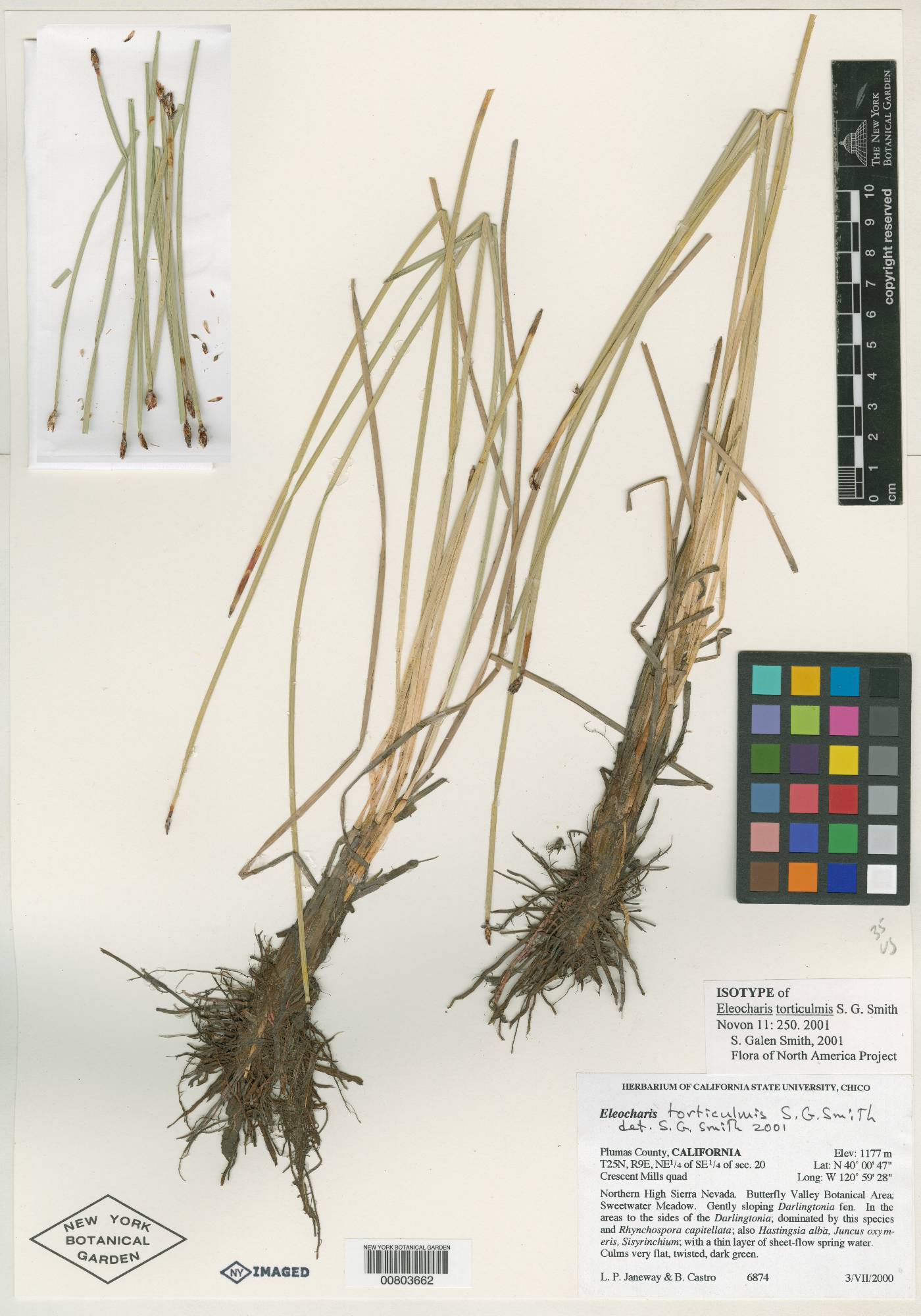 Eleocharis torticulmis image