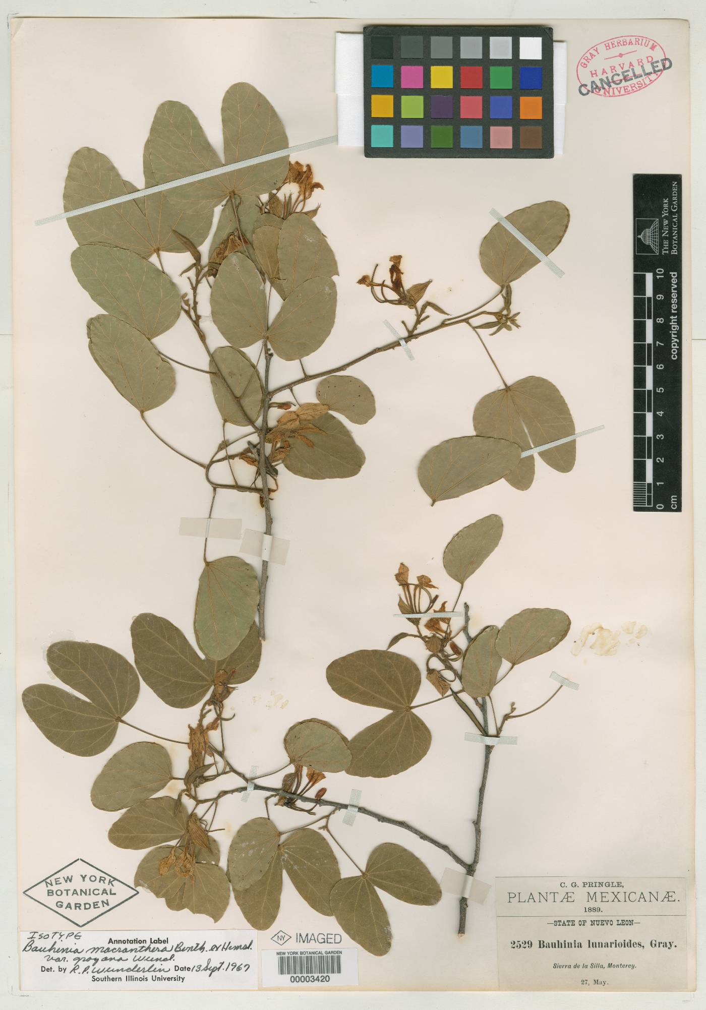 Bauhinia macranthera image