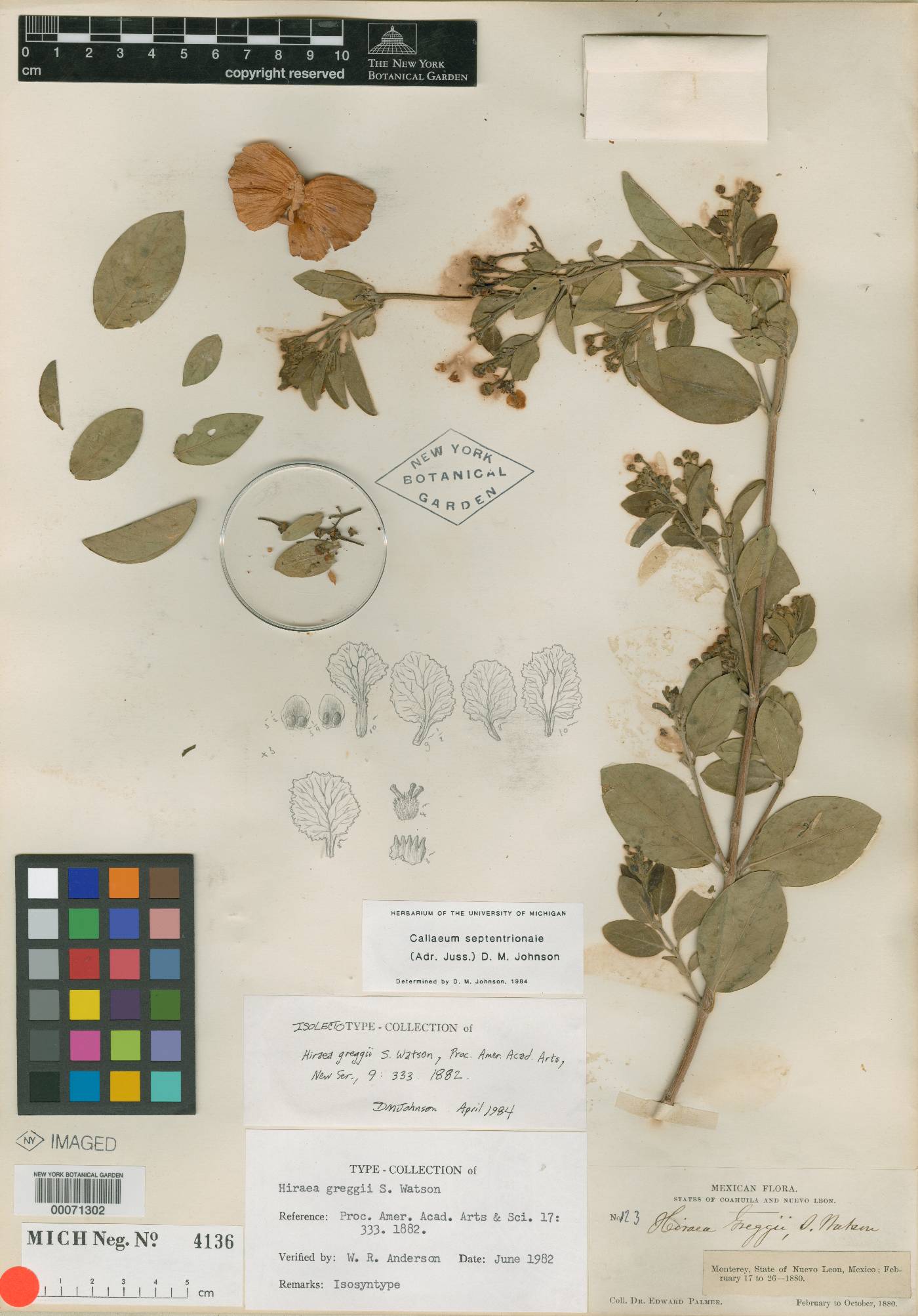 Hiraea greggii image