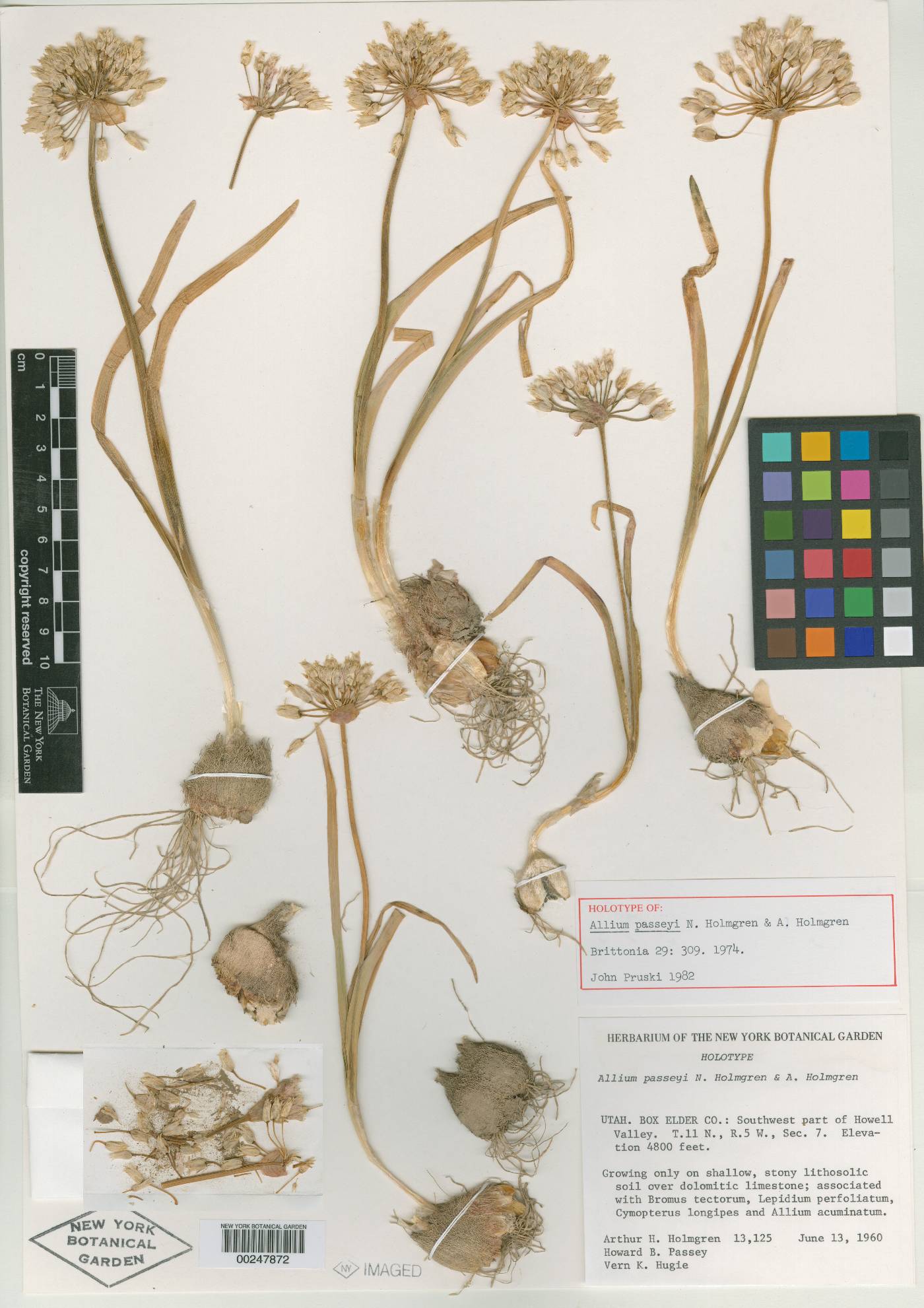Allium passeyi image