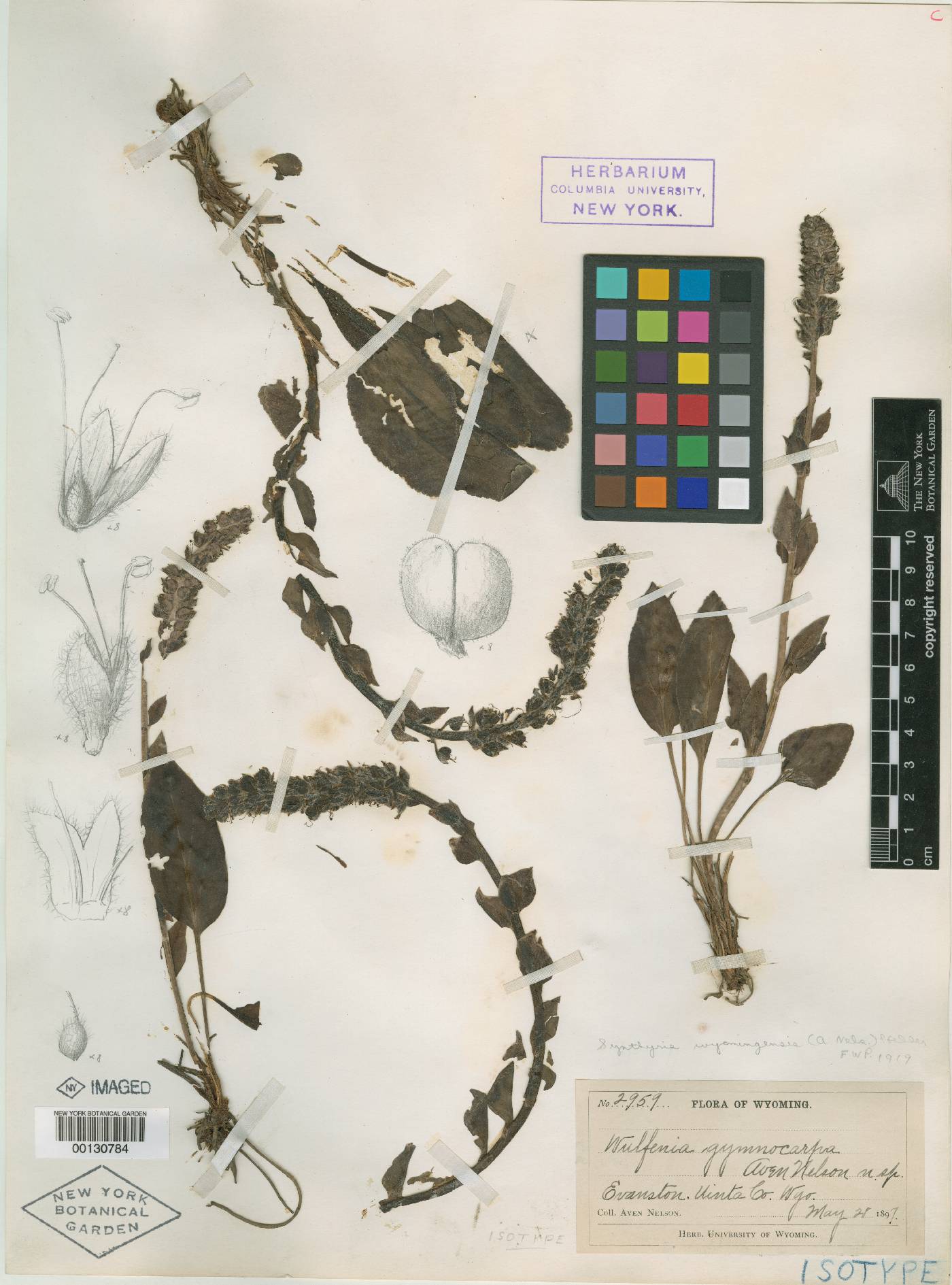 Wulfenia gymnocarpa image