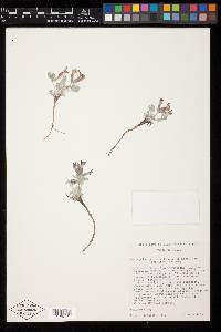 Astragalus purshii var. concinnus image