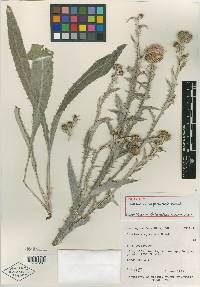 Cirsium virginense image