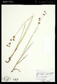 Juncus nevadensis image