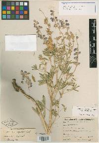Lupinus argenteus var. laxiflorus image