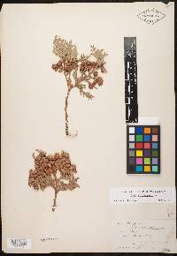 Thuja occidentalis image