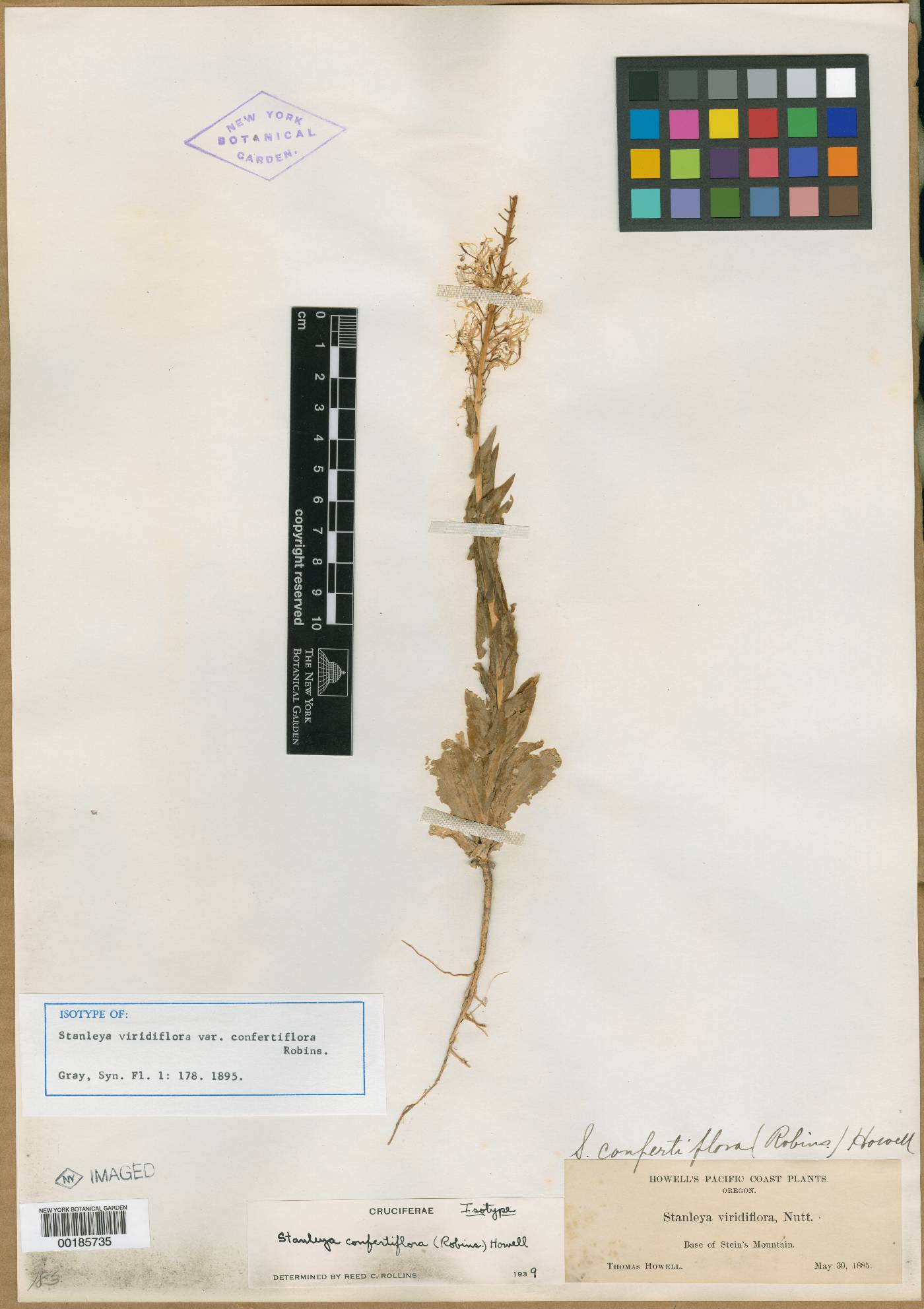 Stanleya viridiflora var. confertiflora image