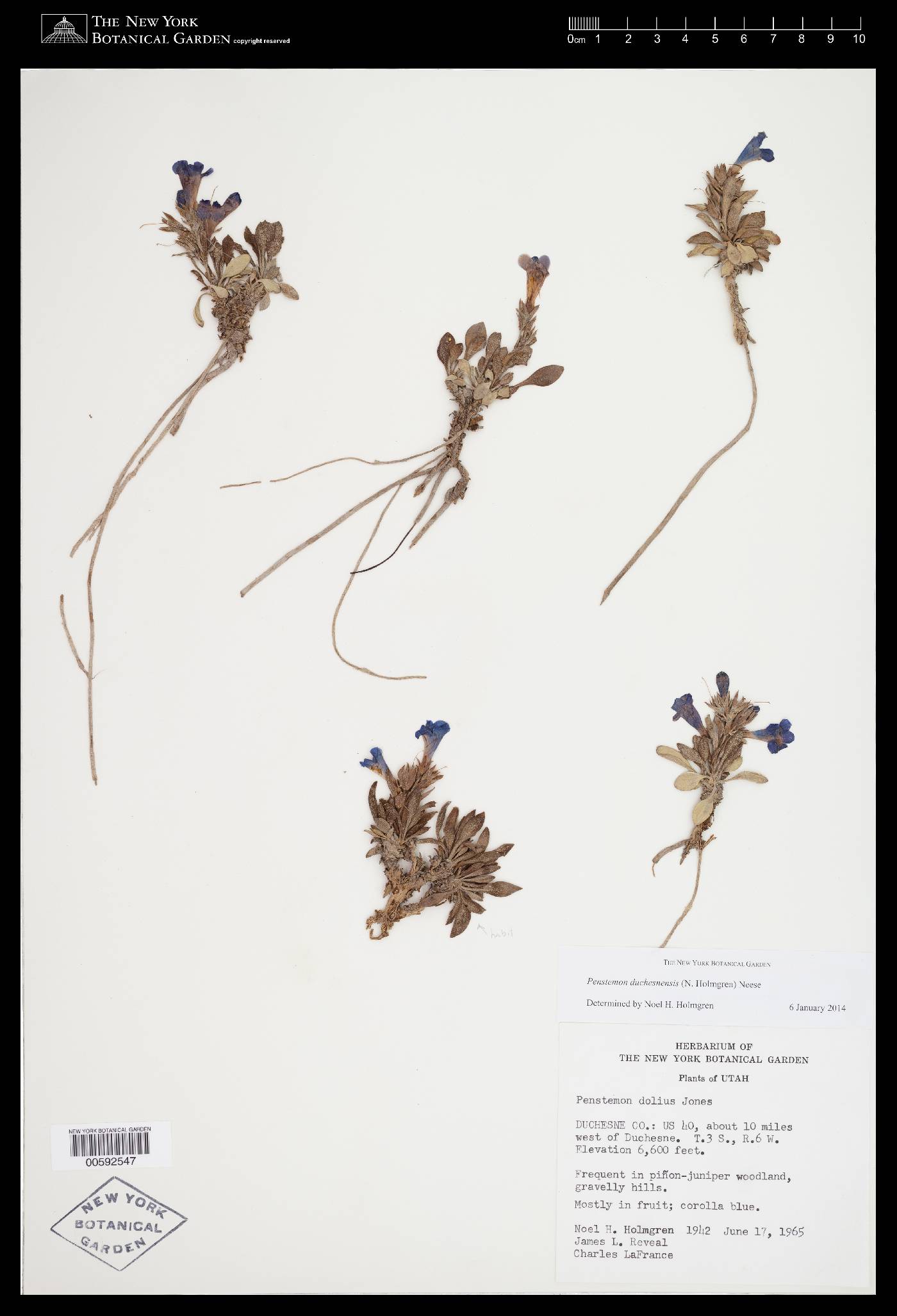 Penstemon dolius image