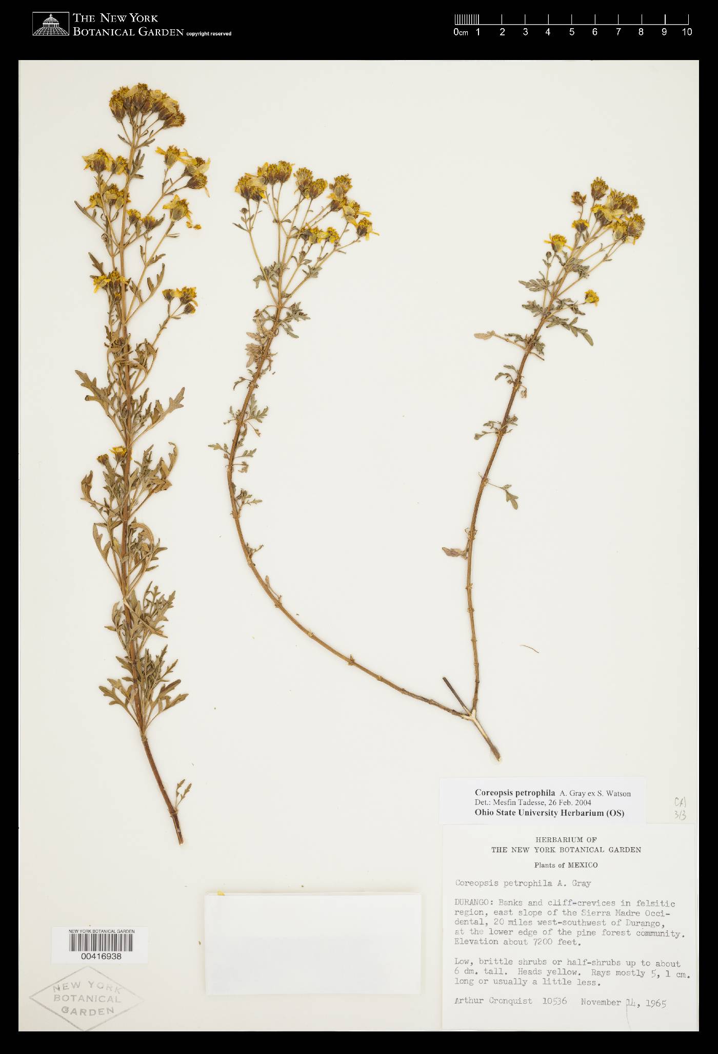 Coreopsis petrophila image