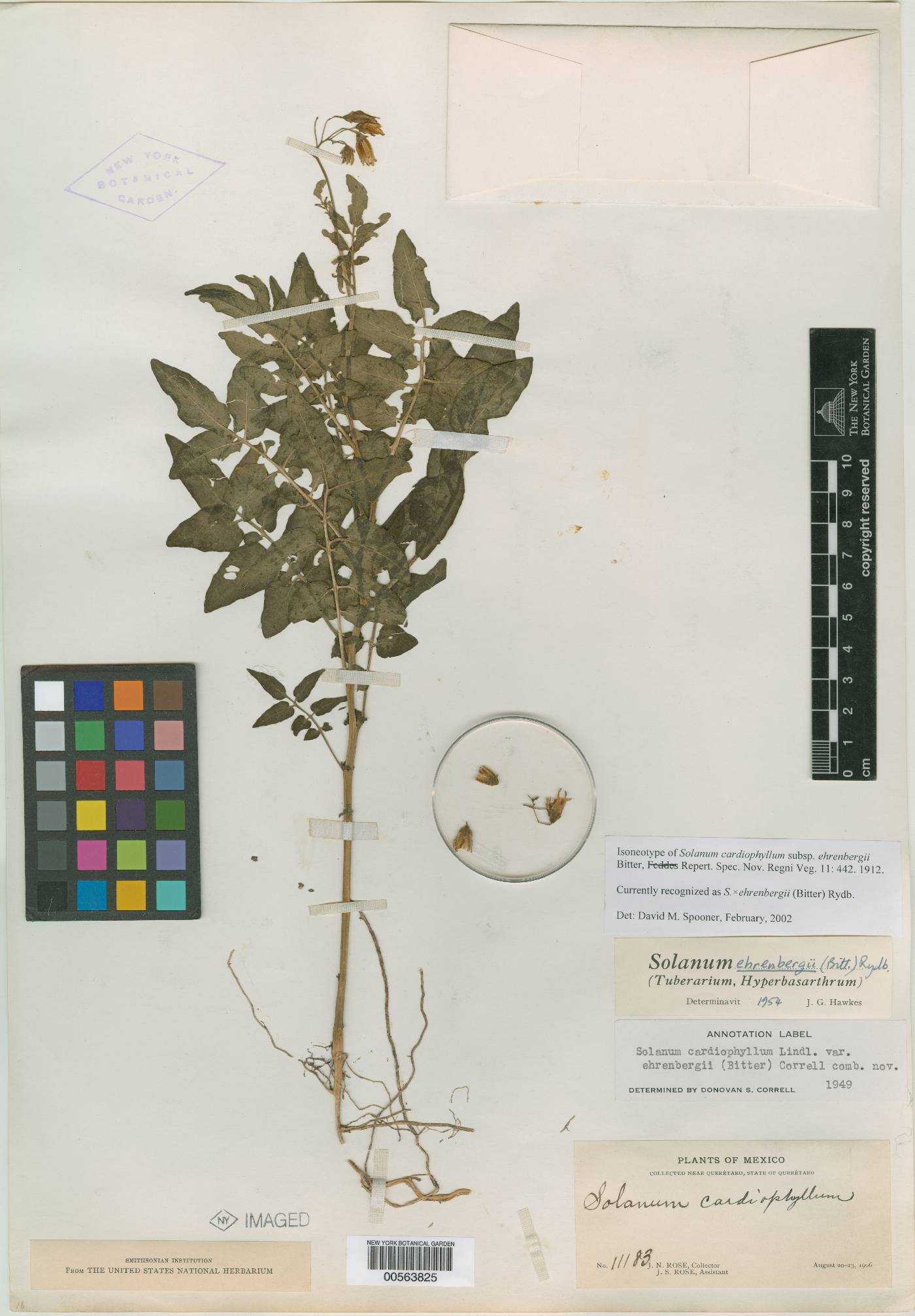 Solanum ehrenbergii image