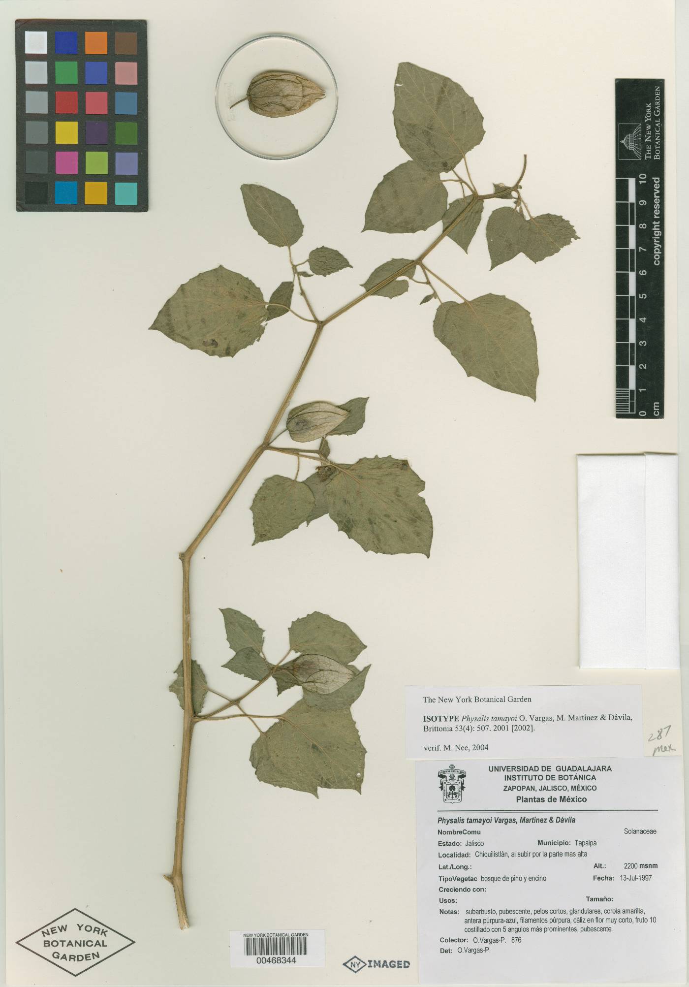 Physalis tamayoi image