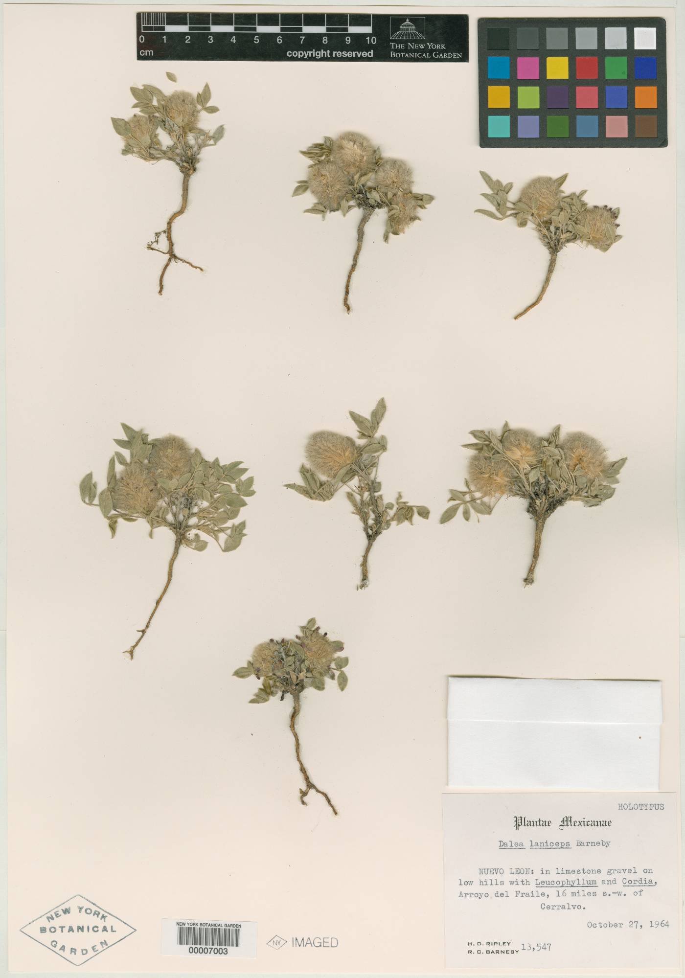 Dalea laniceps image