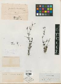 Hedyotis stenophylla image