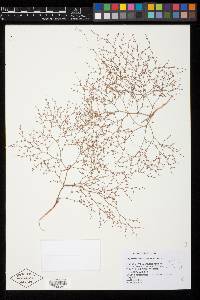Oxytheca dendroidea image