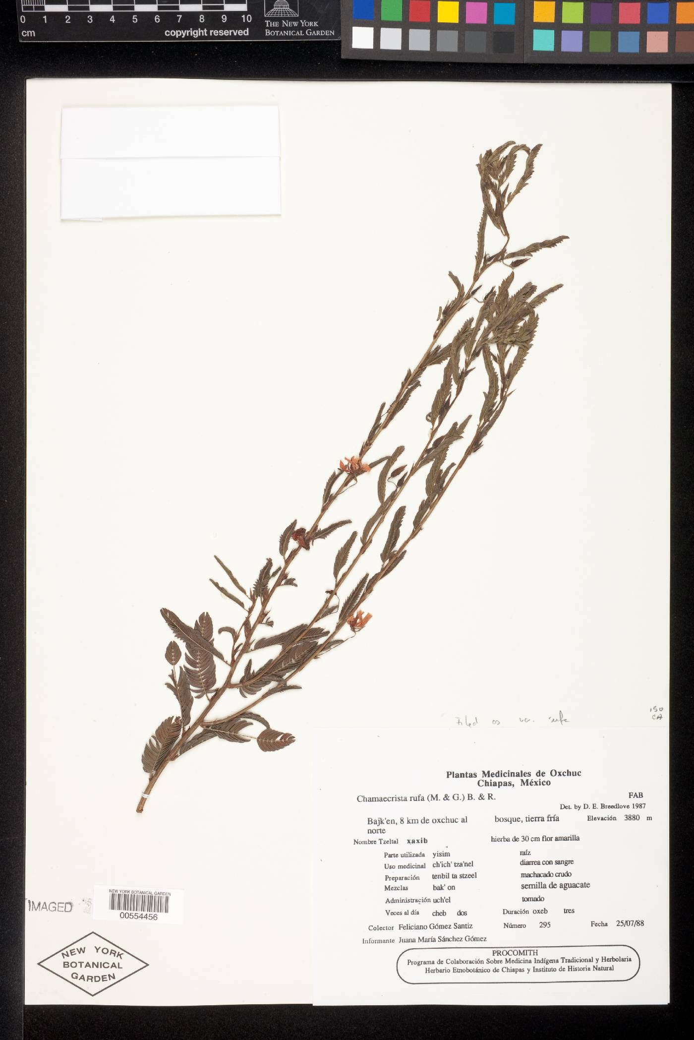 Chamaecrista rufa var. rufa image