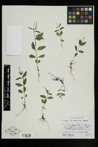 Epilobium lactiflorum image