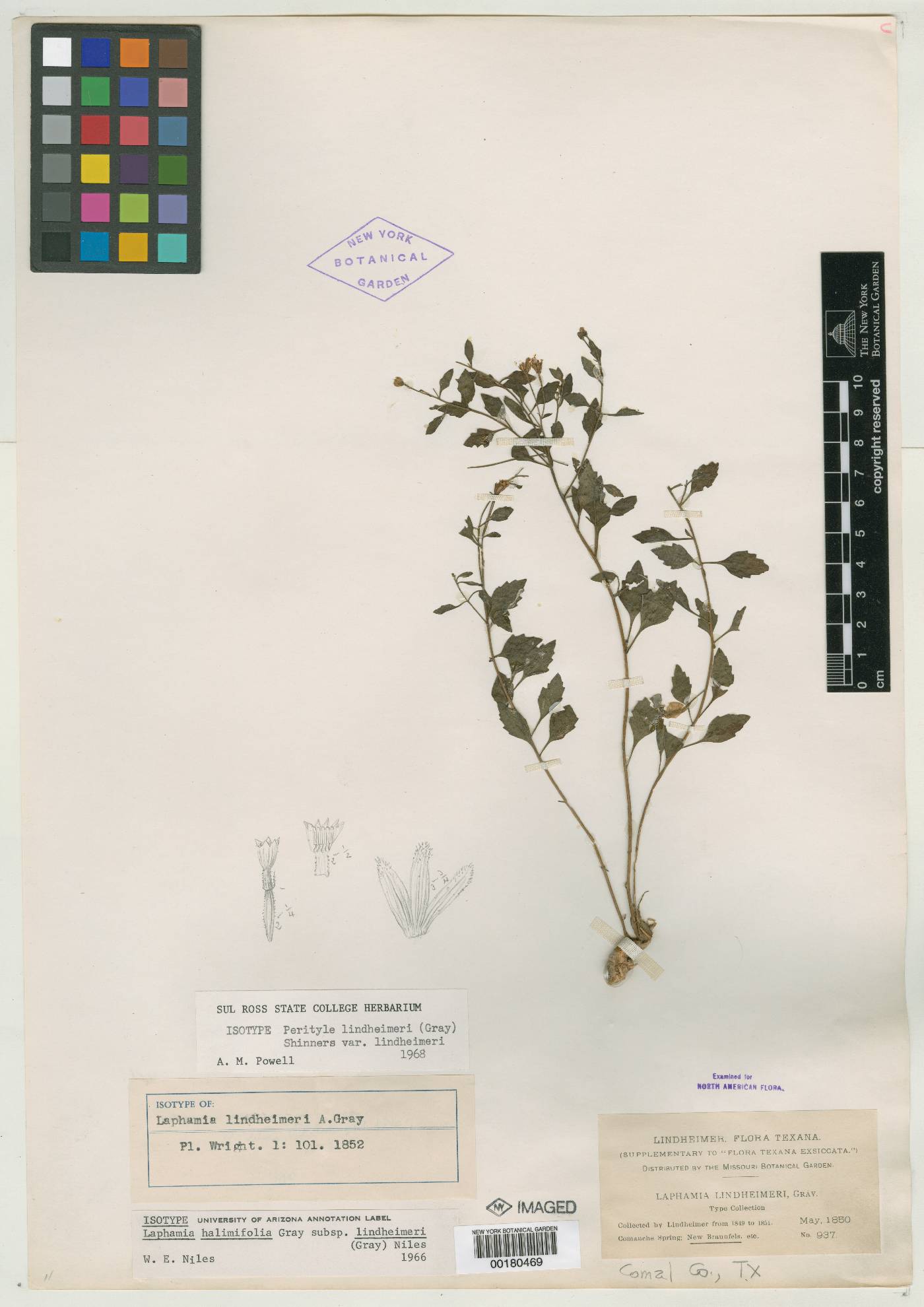 Perityle lindheimeri image