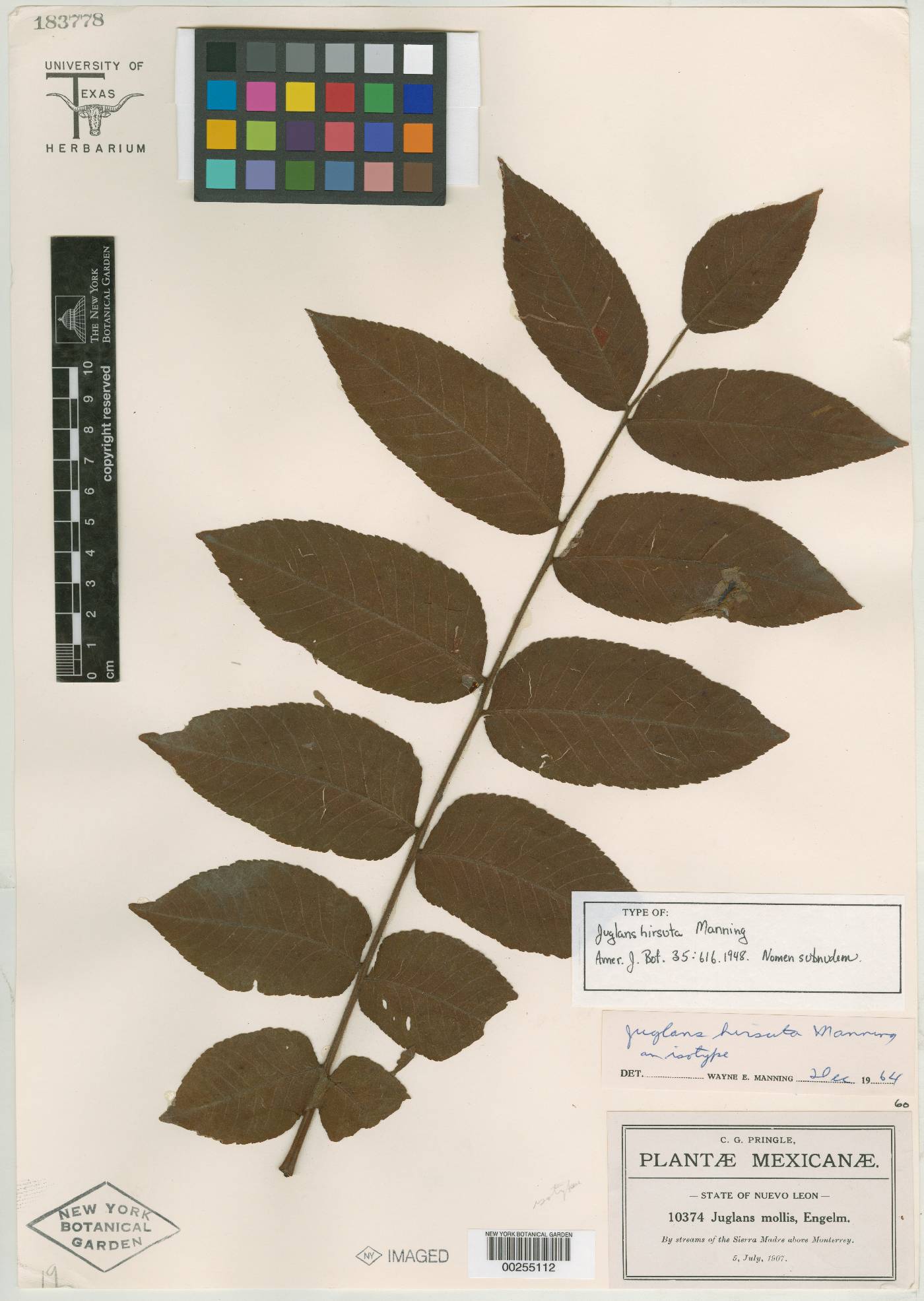 Juglans hirsuta image