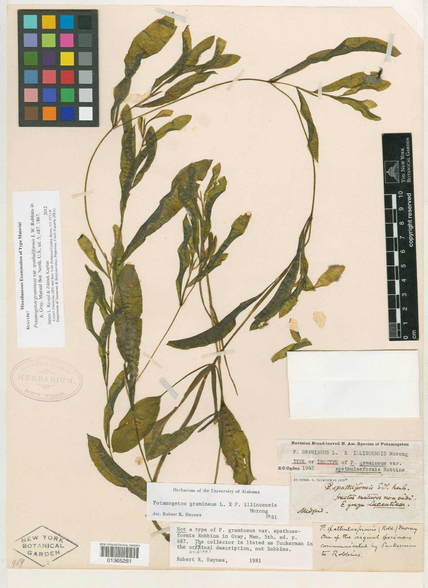 Potamogeton x deminutus image