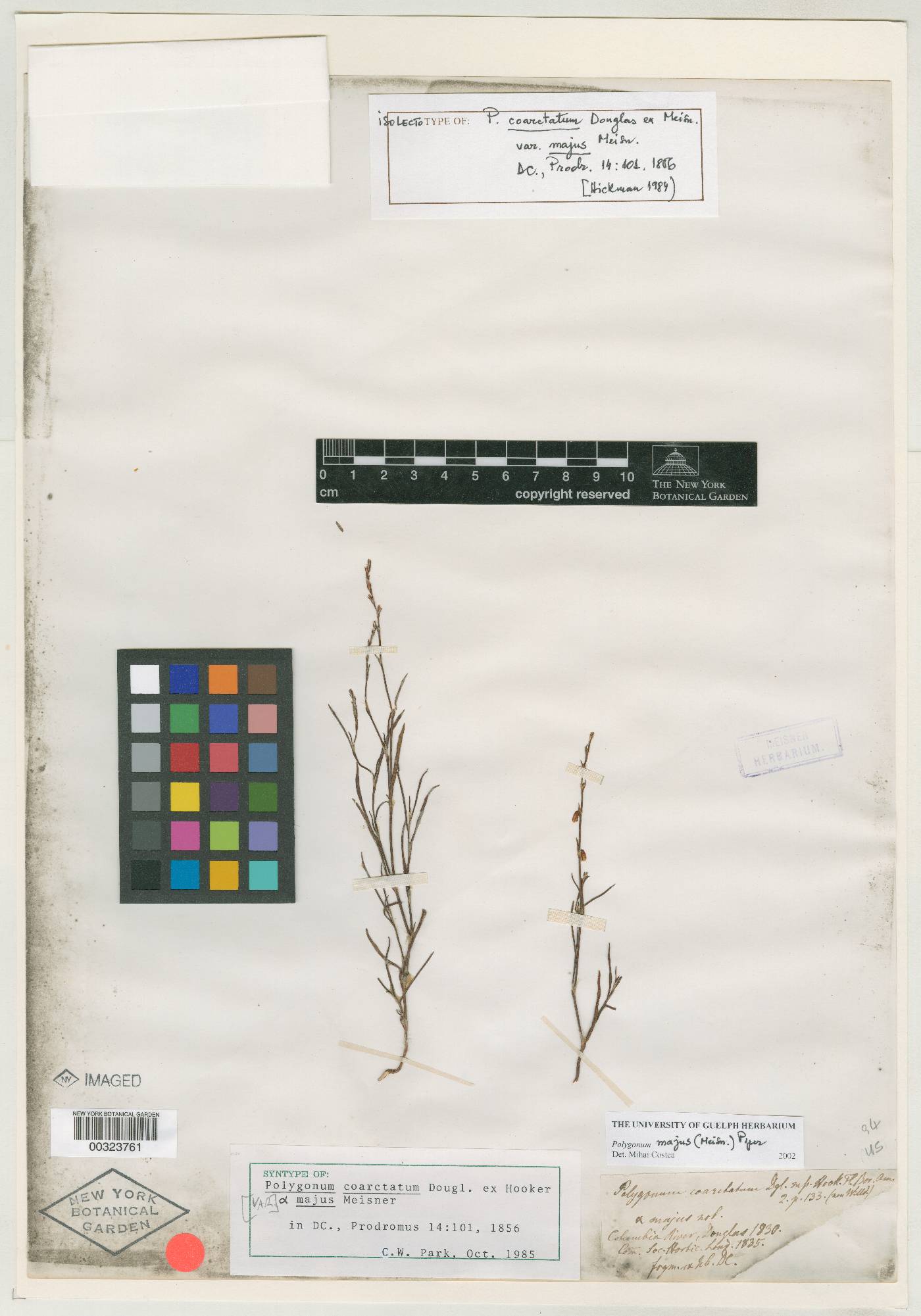 Polygonum coarctatum var. majus image