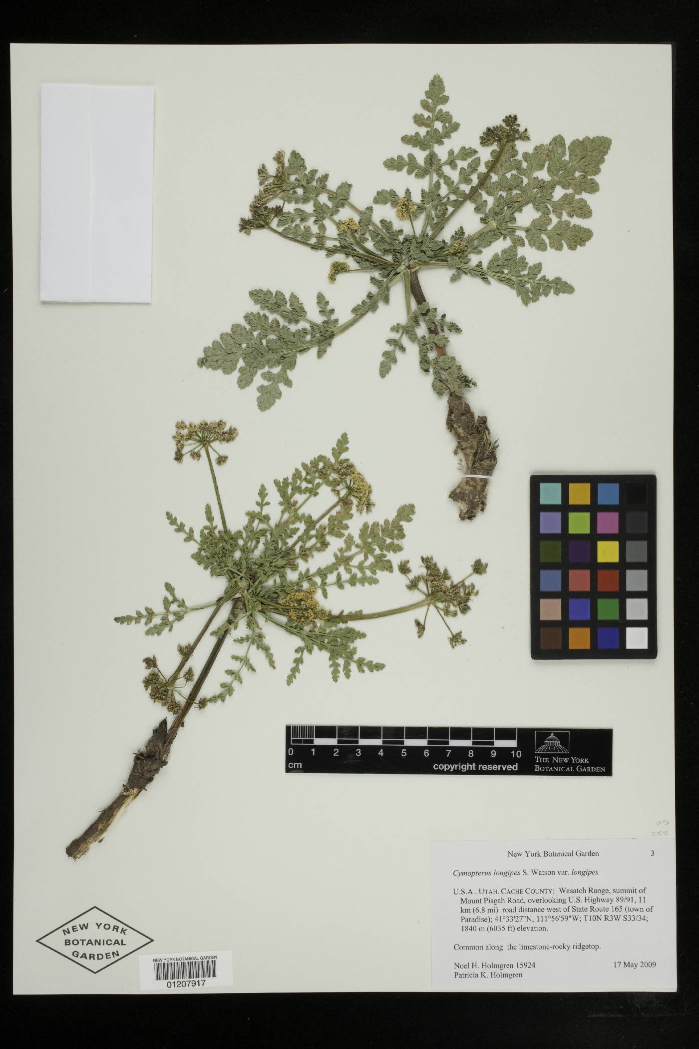 Cymopterus longipes var. longipes image