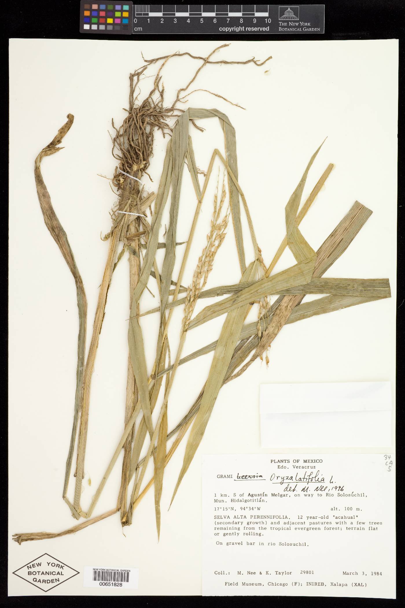 Oryza latifolia image