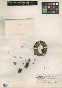 Mammillaria gaumeri image