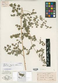 Thalictrum sparsiflorum image